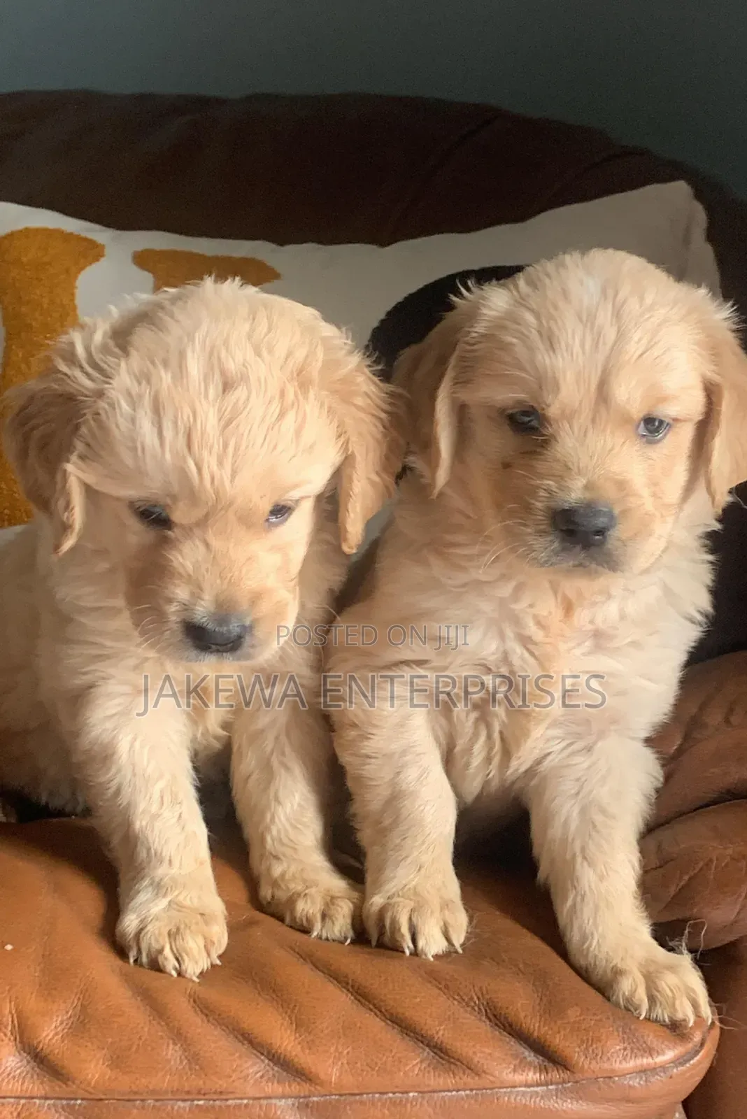 1-3 months Female Purebred Golden Retriever