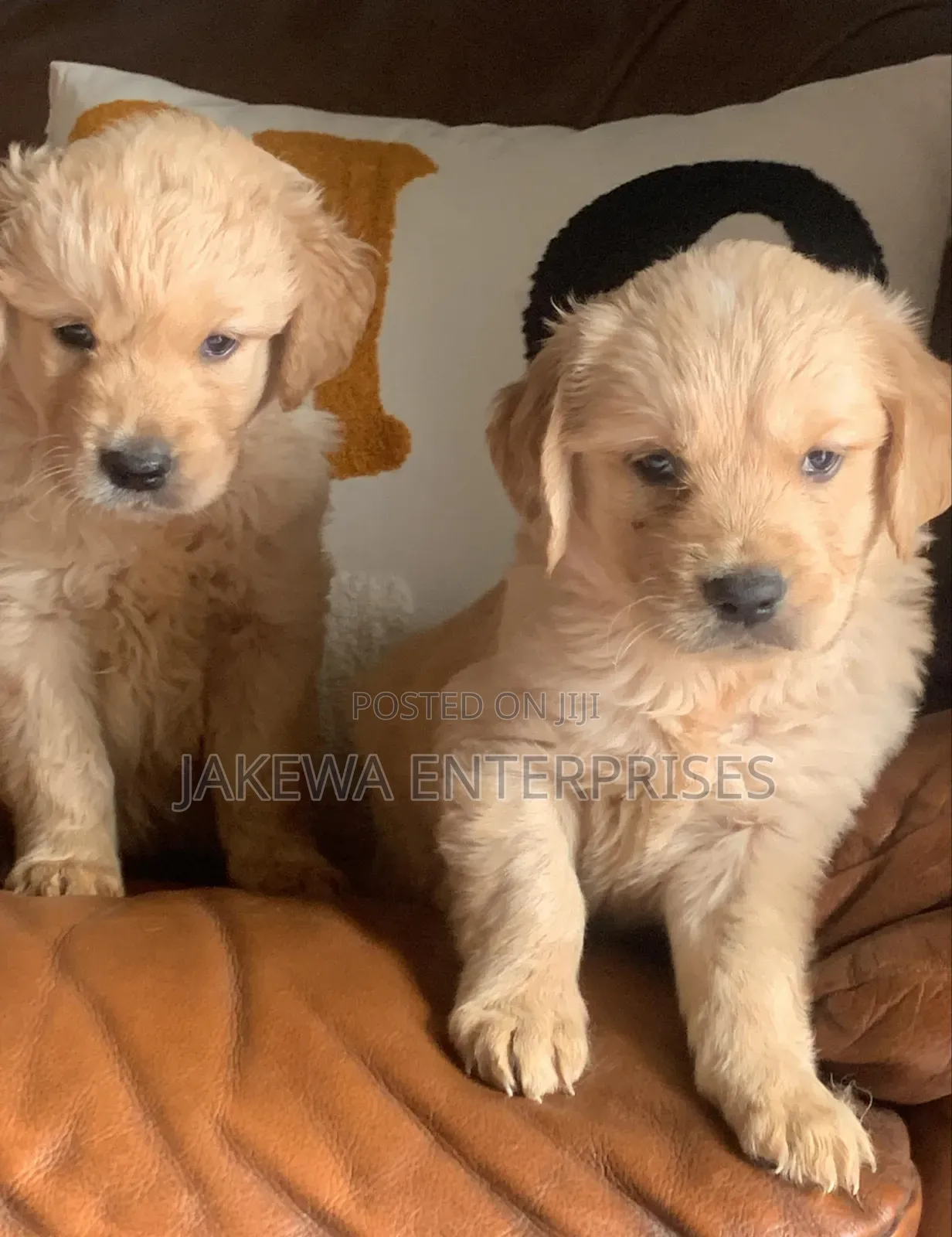 1-3 months Female Purebred Golden Retriever