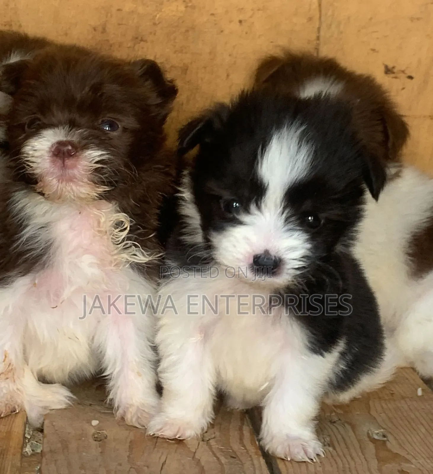1-3 months Male Purebred Havanese