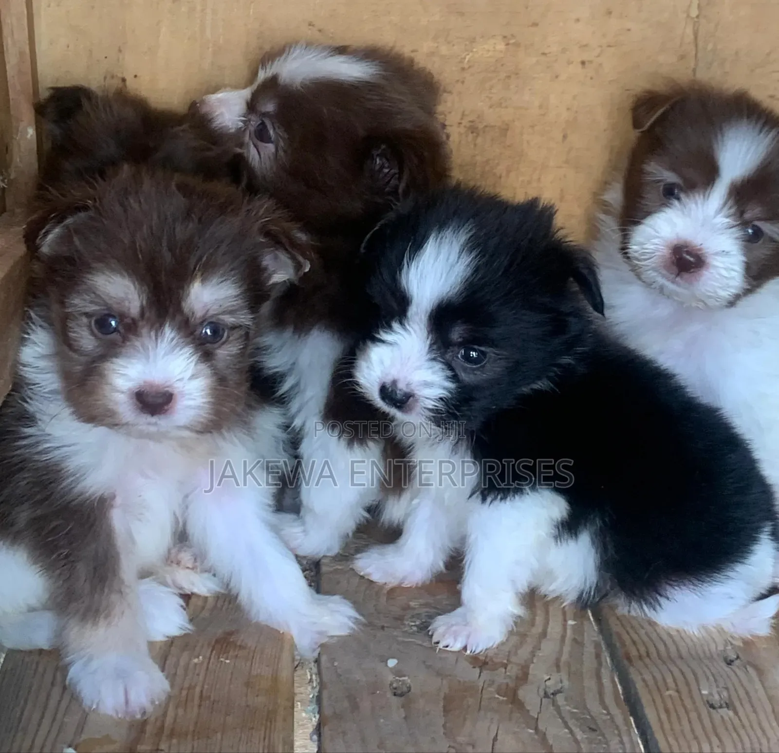 1-3 months Male Purebred Havanese