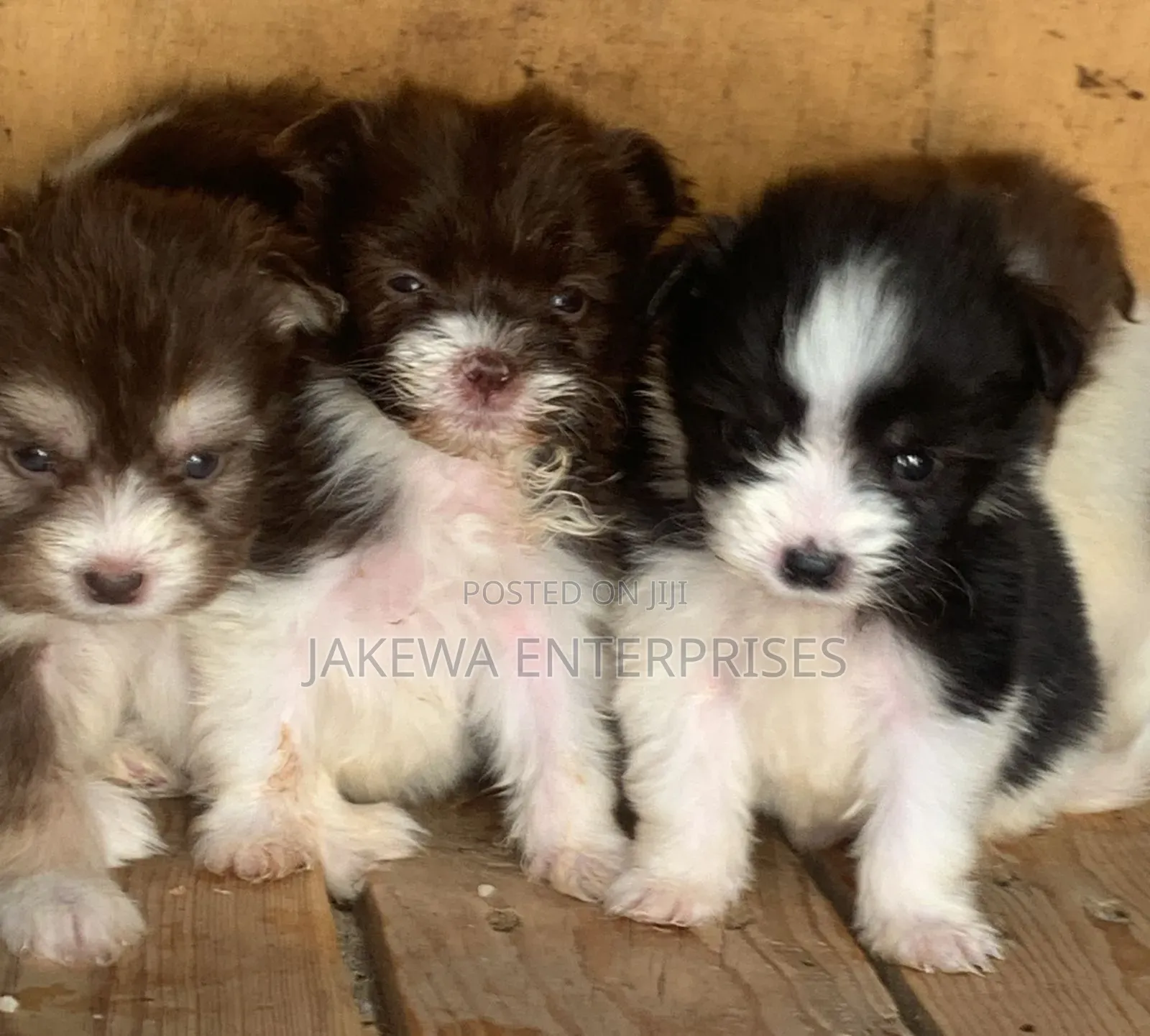 1-3 months Male Purebred Havanese
