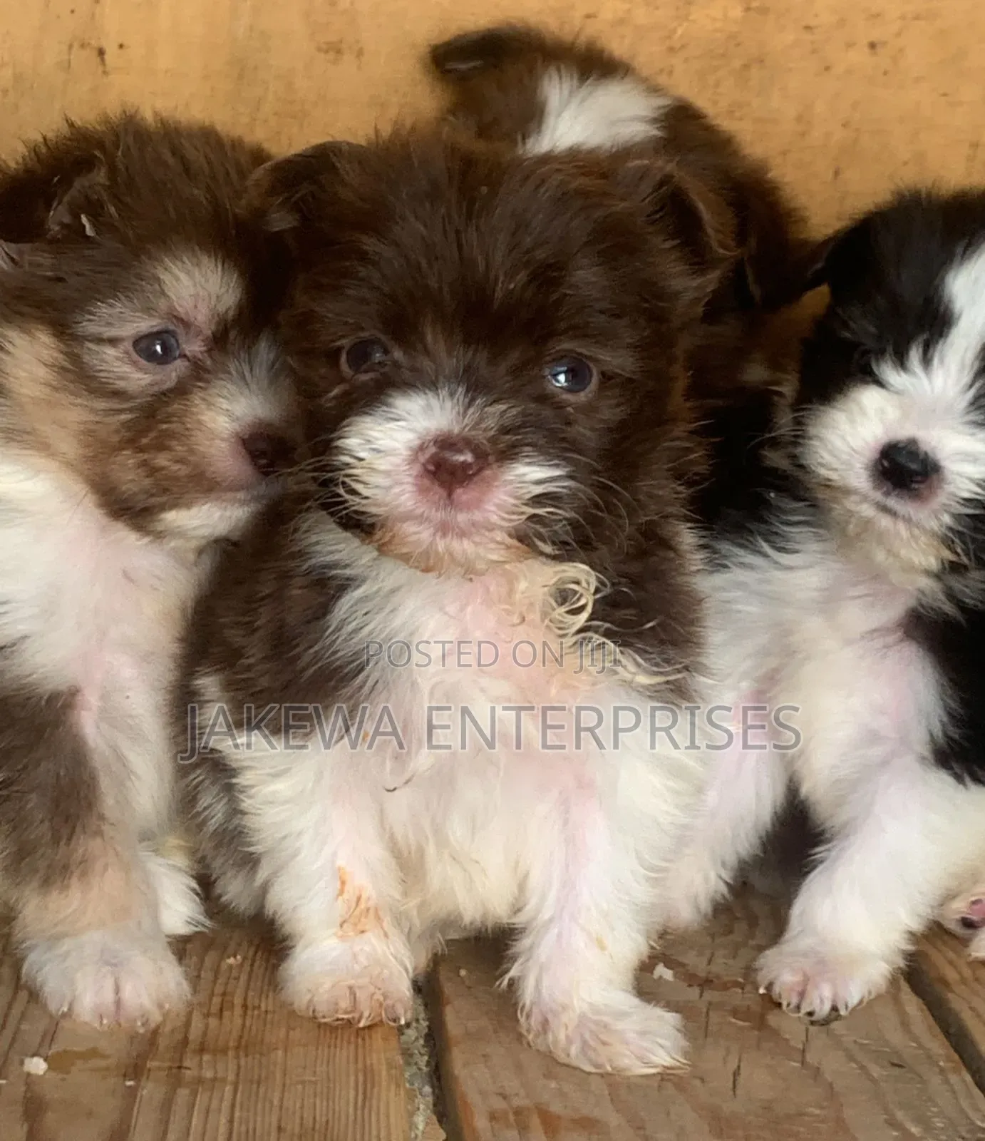 1-3 months Male Purebred Havanese