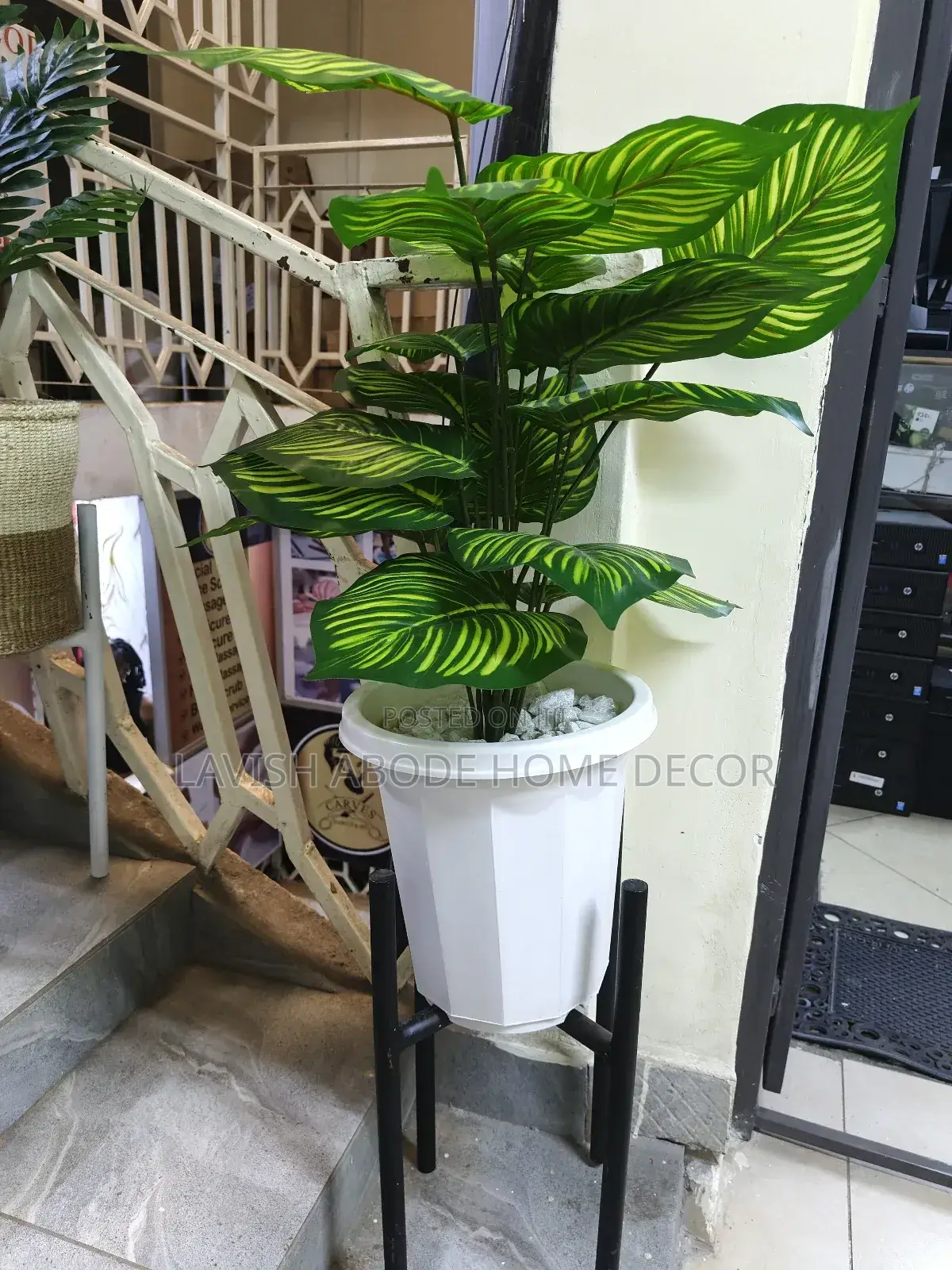 Zebra Plant in White Vase With Black Stand