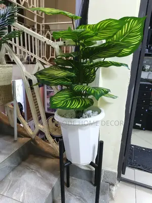 Zebra Plant in White Vase With Black Stand