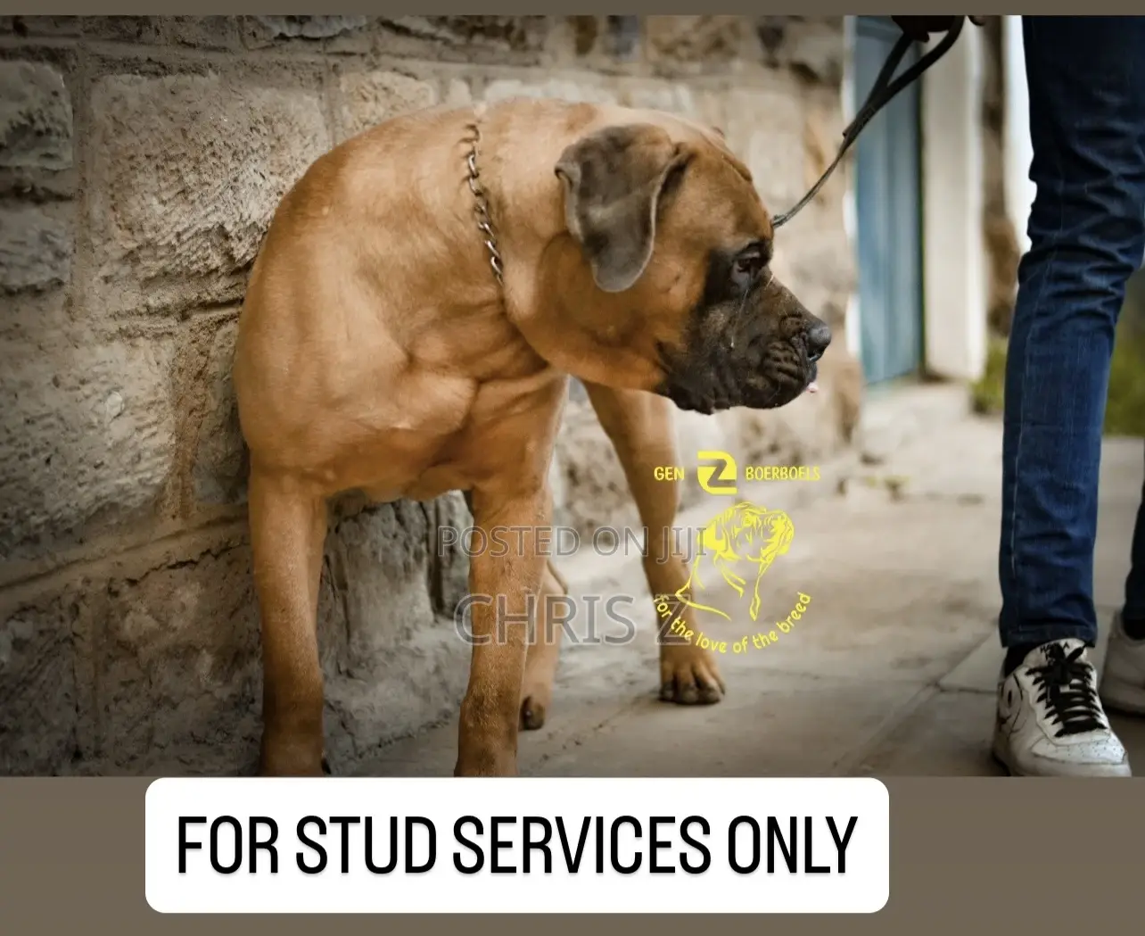 1+ year Male Purebred Boerboel