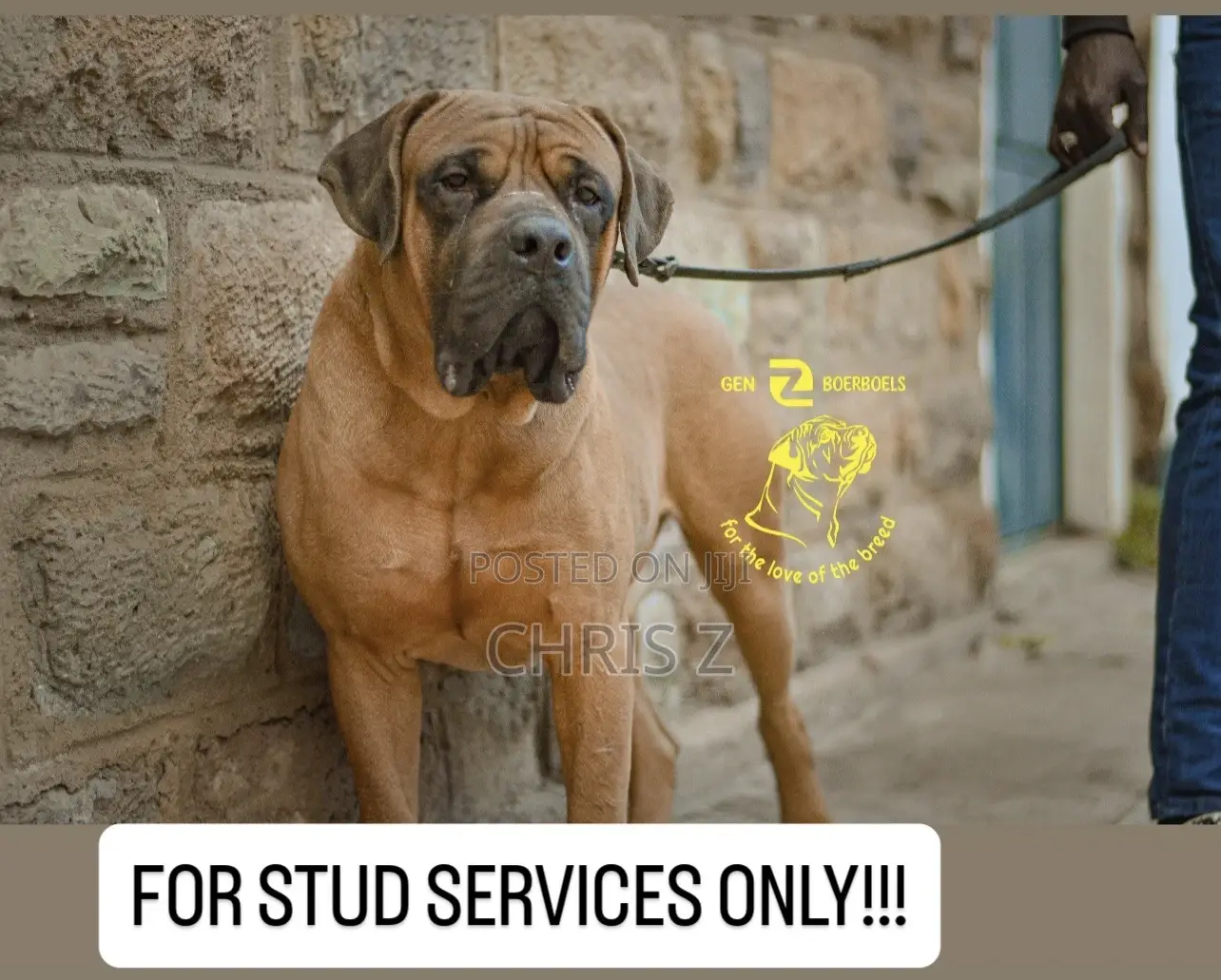 1+ year Male Purebred Boerboel