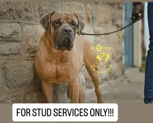 1+ year Male Purebred Boerboel