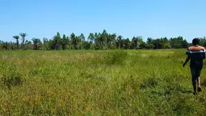 Reduced Price ! 3.9 Acre of Fertile Farmland at Mrima ,Bwiti Freehold