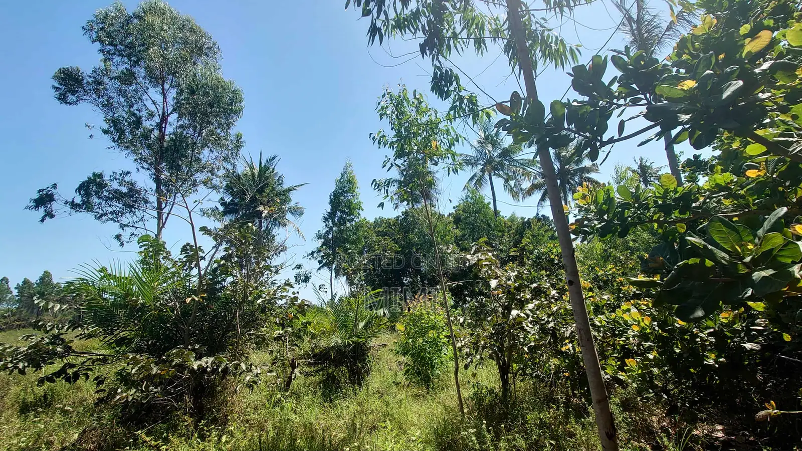 Reduced Price ! 3.9 Acre of Fertile Farmland at Mrima ,Bwiti Freehold