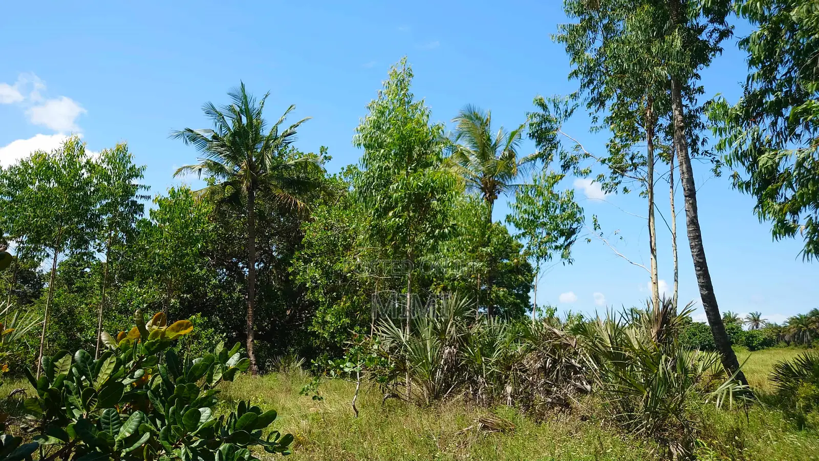 Reduced Price ! 3.9 Acre of Fertile Farmland at Mrima ,Bwiti Freehold
