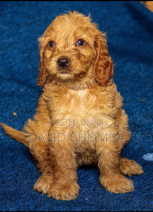 1-3 months Female Purebred Cockapoo - thumbnail 4