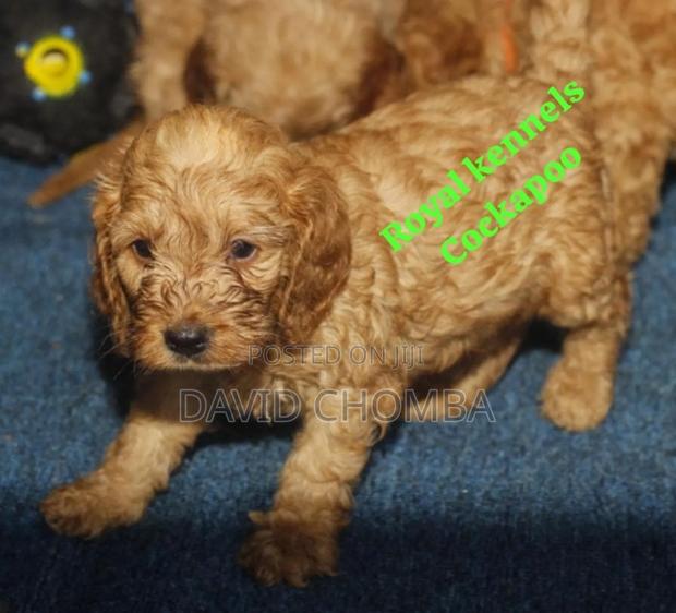 1-3 months Female Purebred Cockapoo - thumbnail 5