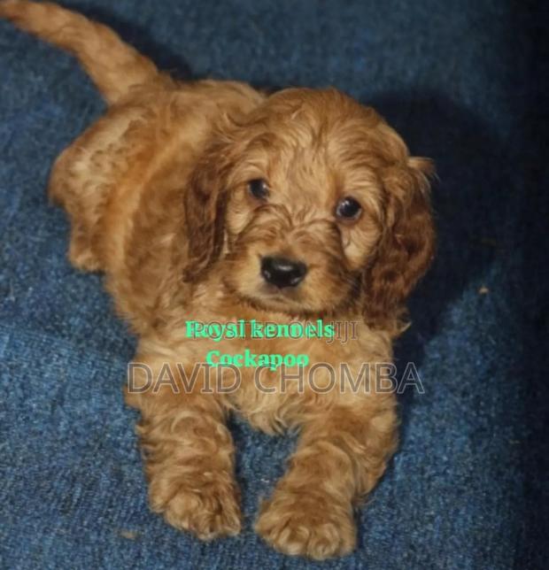 1-3 months Female Purebred Cockapoo - thumbnail 3