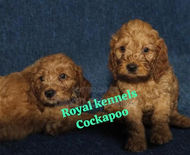 1-3 months Female Purebred Cockapoo - thumbnail 6