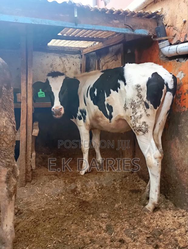 Super Perdigree Heifer - main view