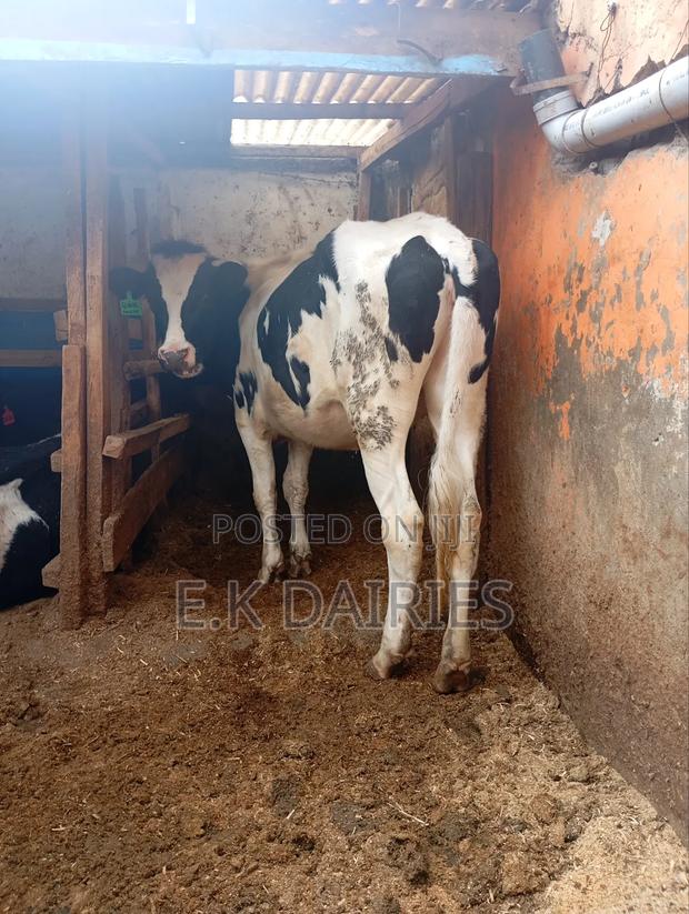 Super Perdigree Heifer - thumbnail 3