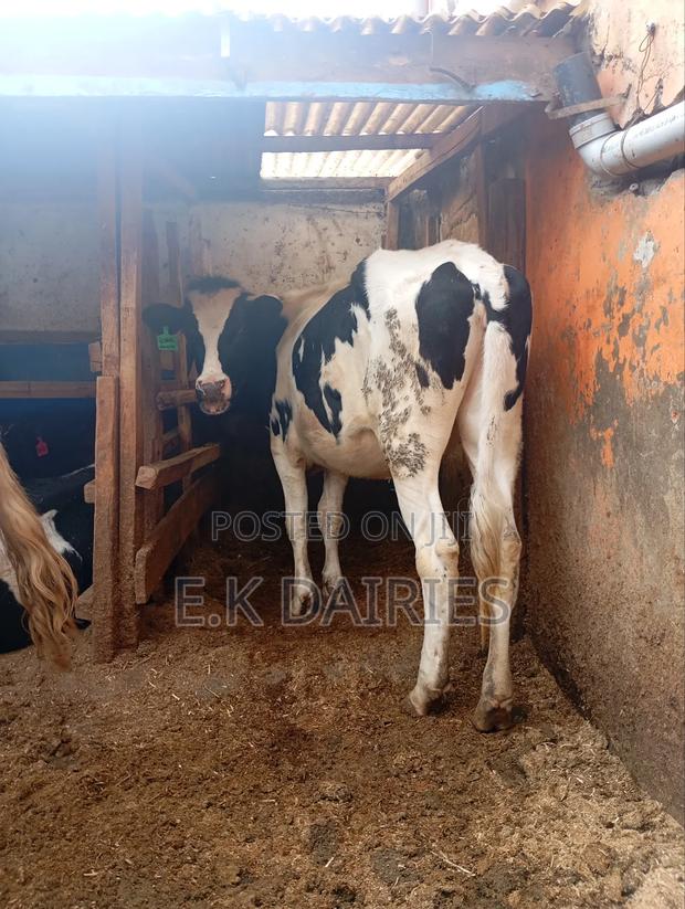 Super Perdigree Heifer - thumbnail 4