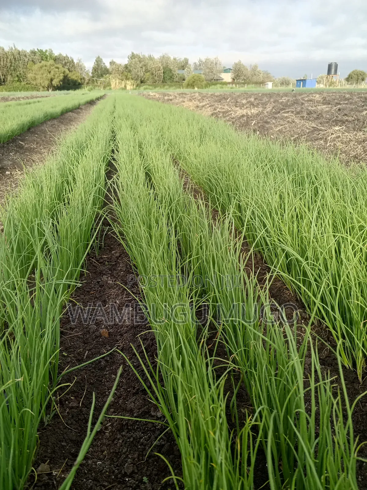 Neptune F1 Onion Seedlings for Sale