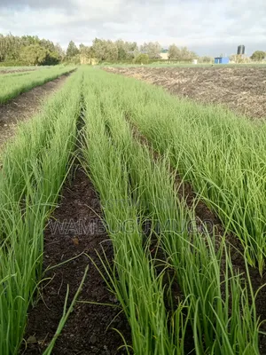 Neptune F1 Onion Seedlings for Sale