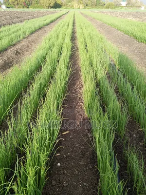 Neptune F1 Onion Seedlings for Sale