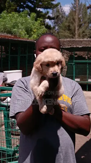 1-3 months Female Purebred Golden Retriever