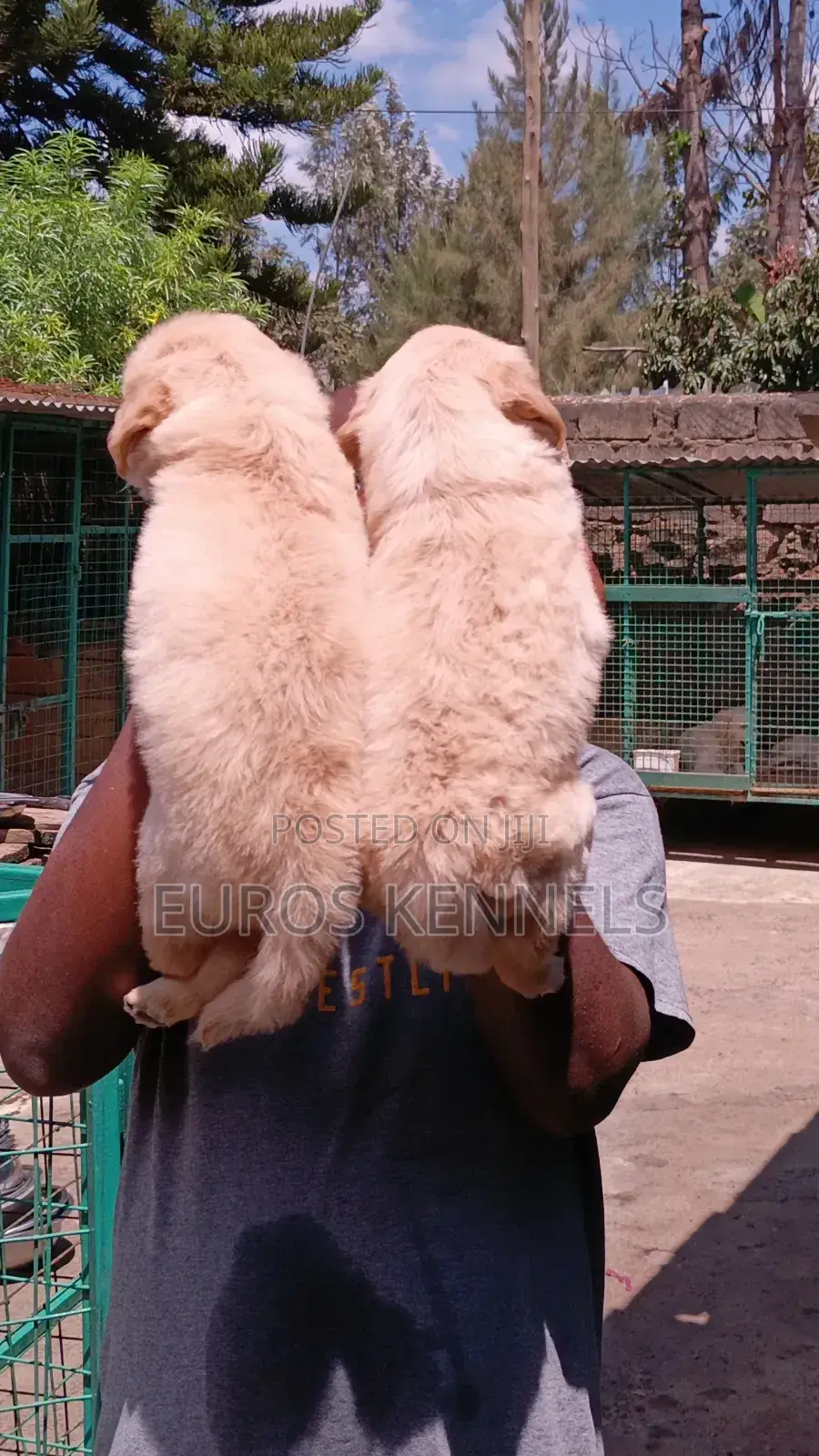 1-3 months Female Purebred Golden Retriever