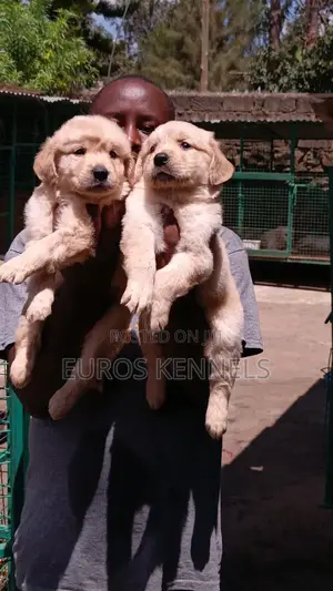 1-3 months Female Purebred Golden Retriever