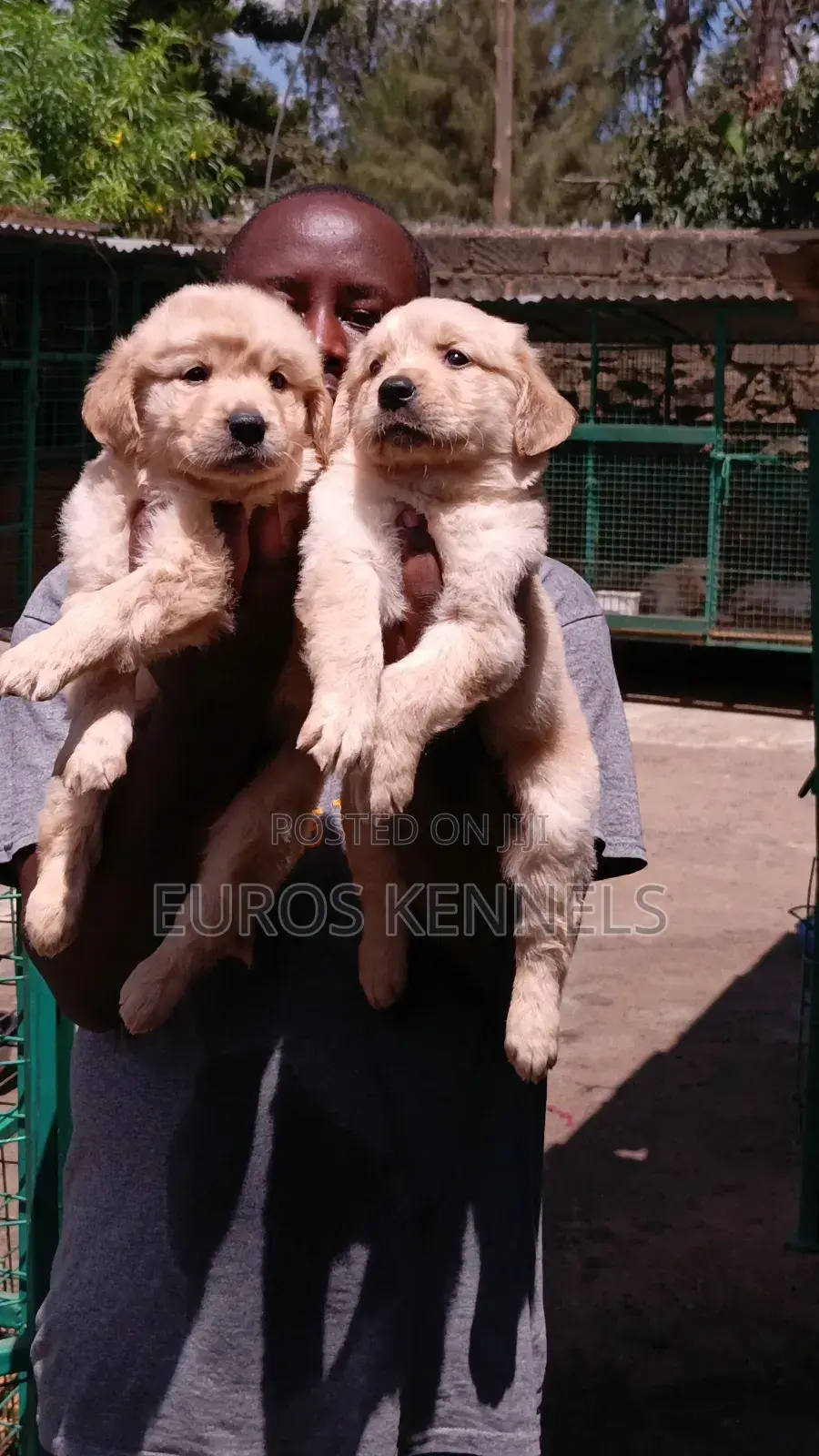 1-3 months Female Purebred Golden Retriever