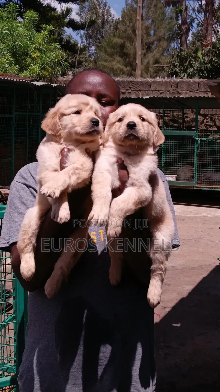 1-3 months Female Purebred Golden Retriever