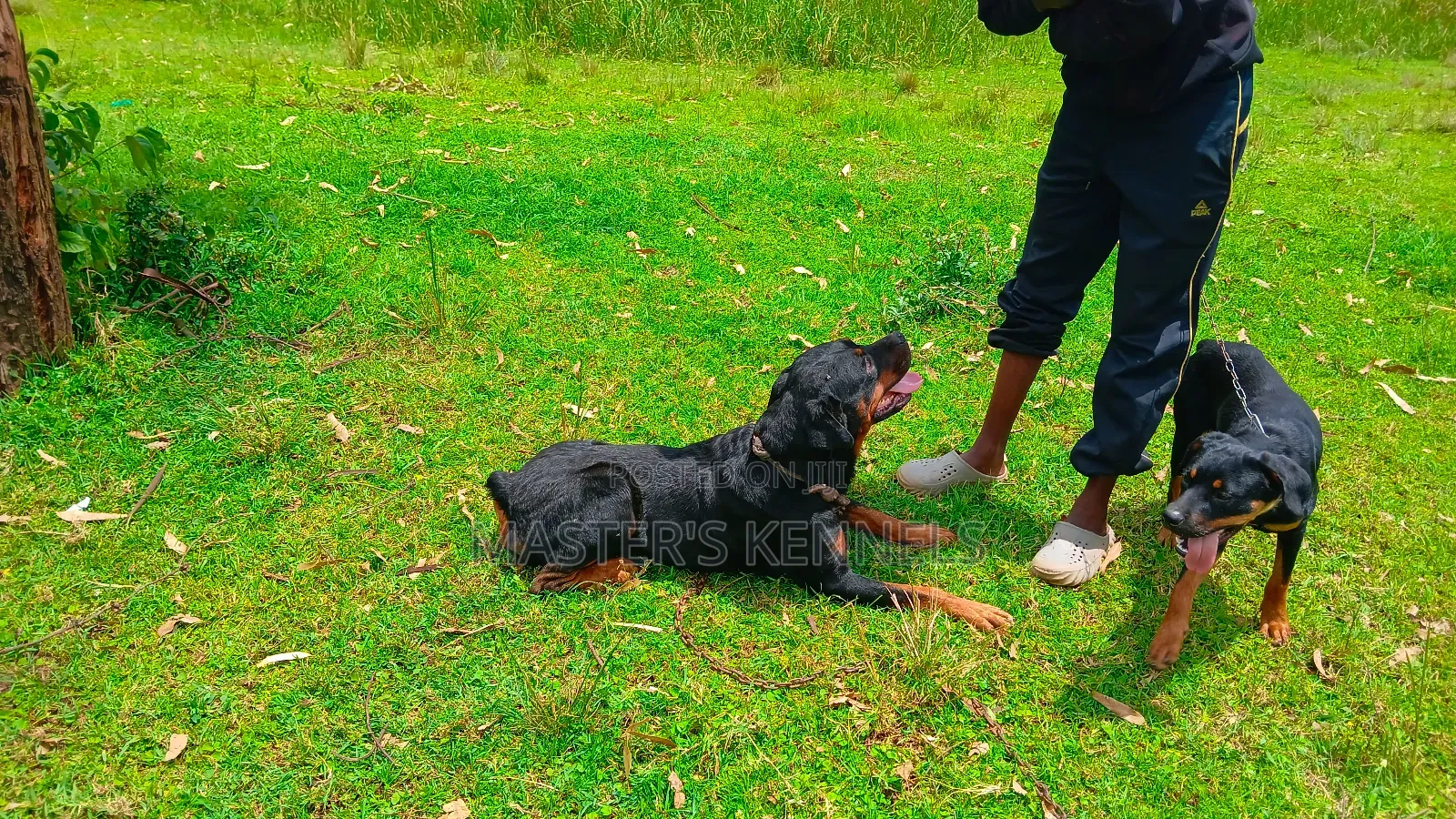 Professional Dog Training