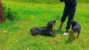 Professional Dog Training