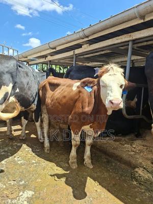 Fleckview Incalf Heifer - main view