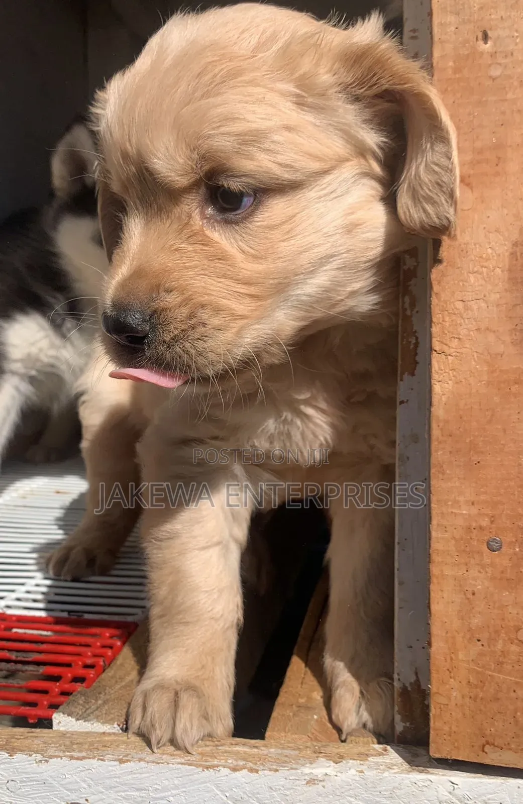 1-3 months Male Purebred Golden Retriever