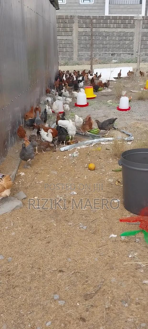 Improved Kienyeji Chicken - main view