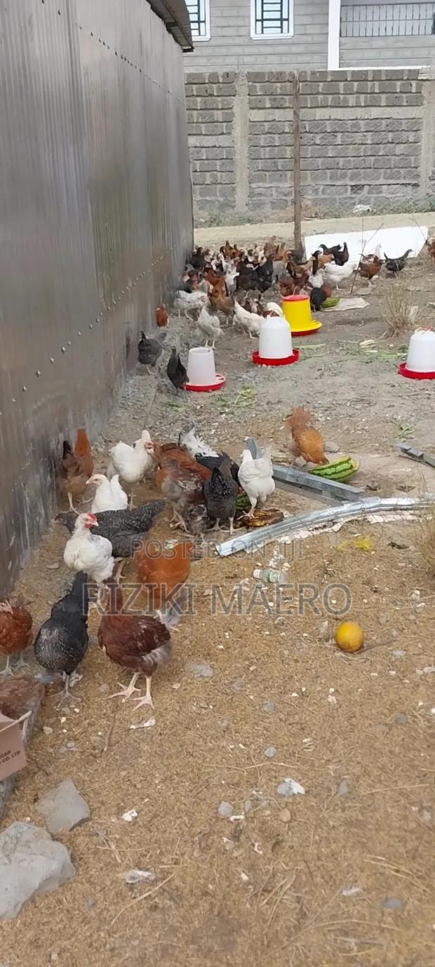 Improved Kienyeji Chicken - thumbnail 2