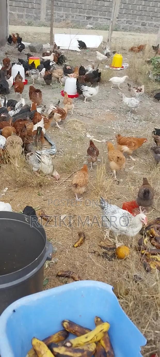 Improved Kienyeji Chicken - thumbnail 3