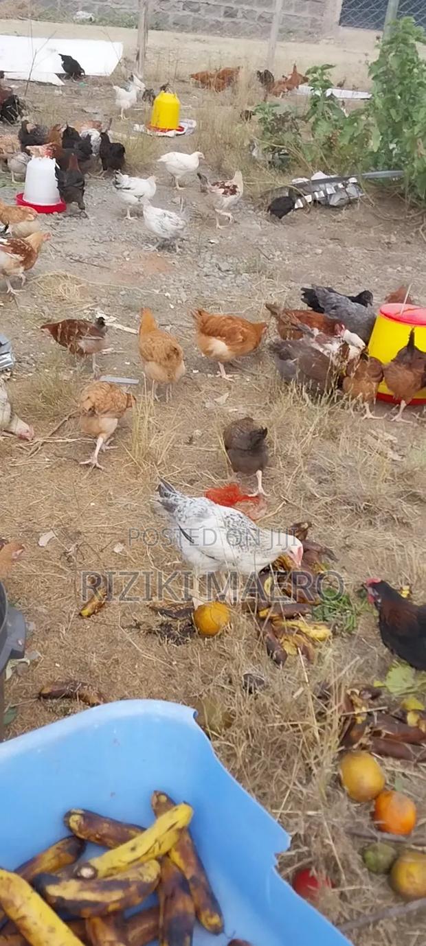 Improved Kienyeji Chicken - thumbnail 4
