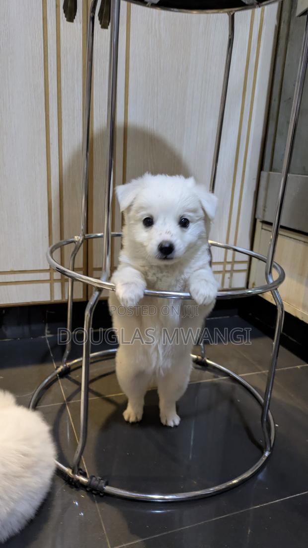 3-6 months Male Mixed Breed Japanese Spitz