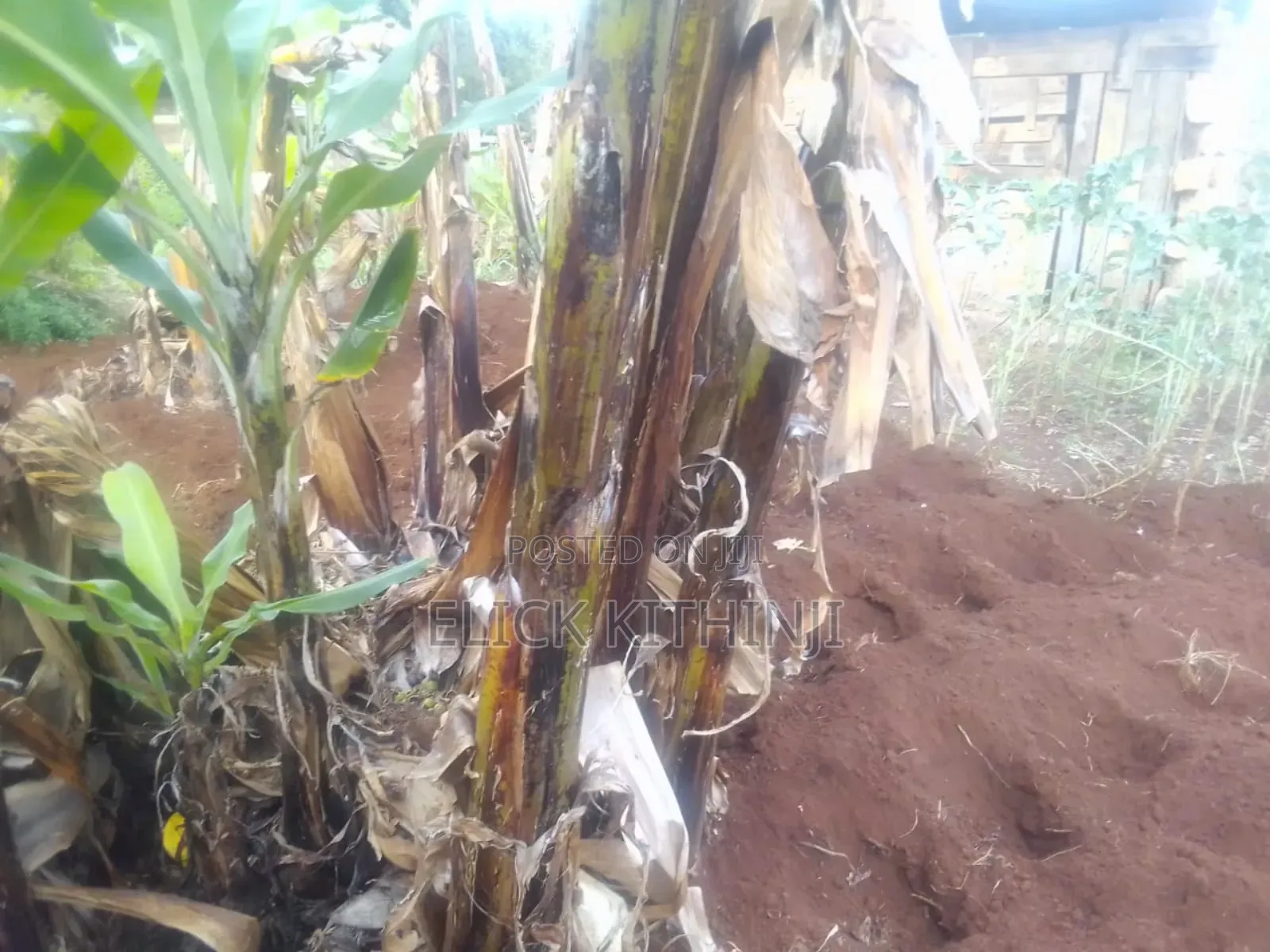 Plot for Sale