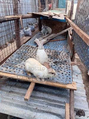 Rabbits New Zealand White - main view