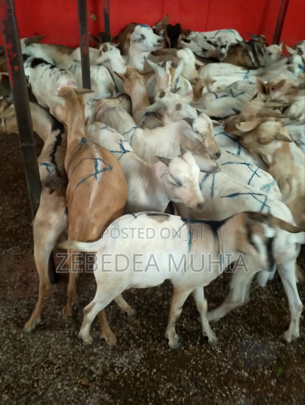 Meat Supplier Kifaru 001