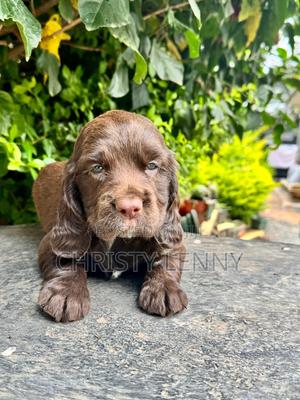 0-1 month Male Purebred Cocker Spaniel - thumbnail 2