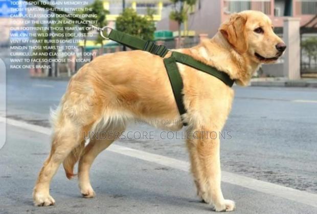 Leather Dog Leash and Collar