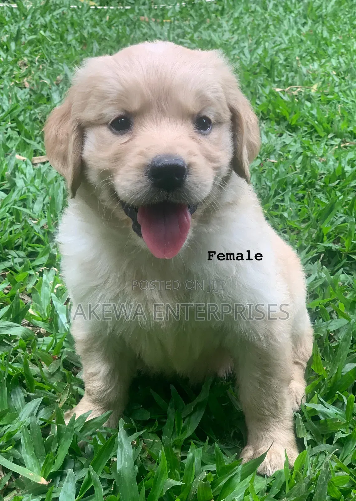 1-3 months Female Purebred Golden Retriever