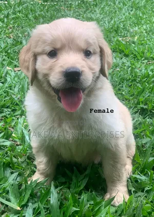 1-3 months Female Purebred Golden Retriever