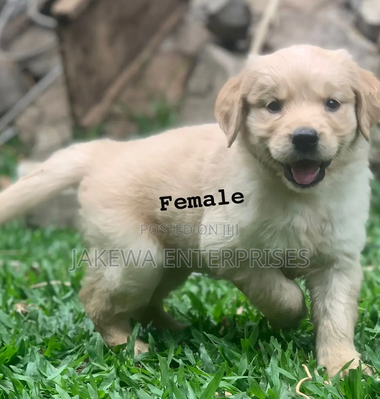 1-3 months Female Purebred Golden Retriever