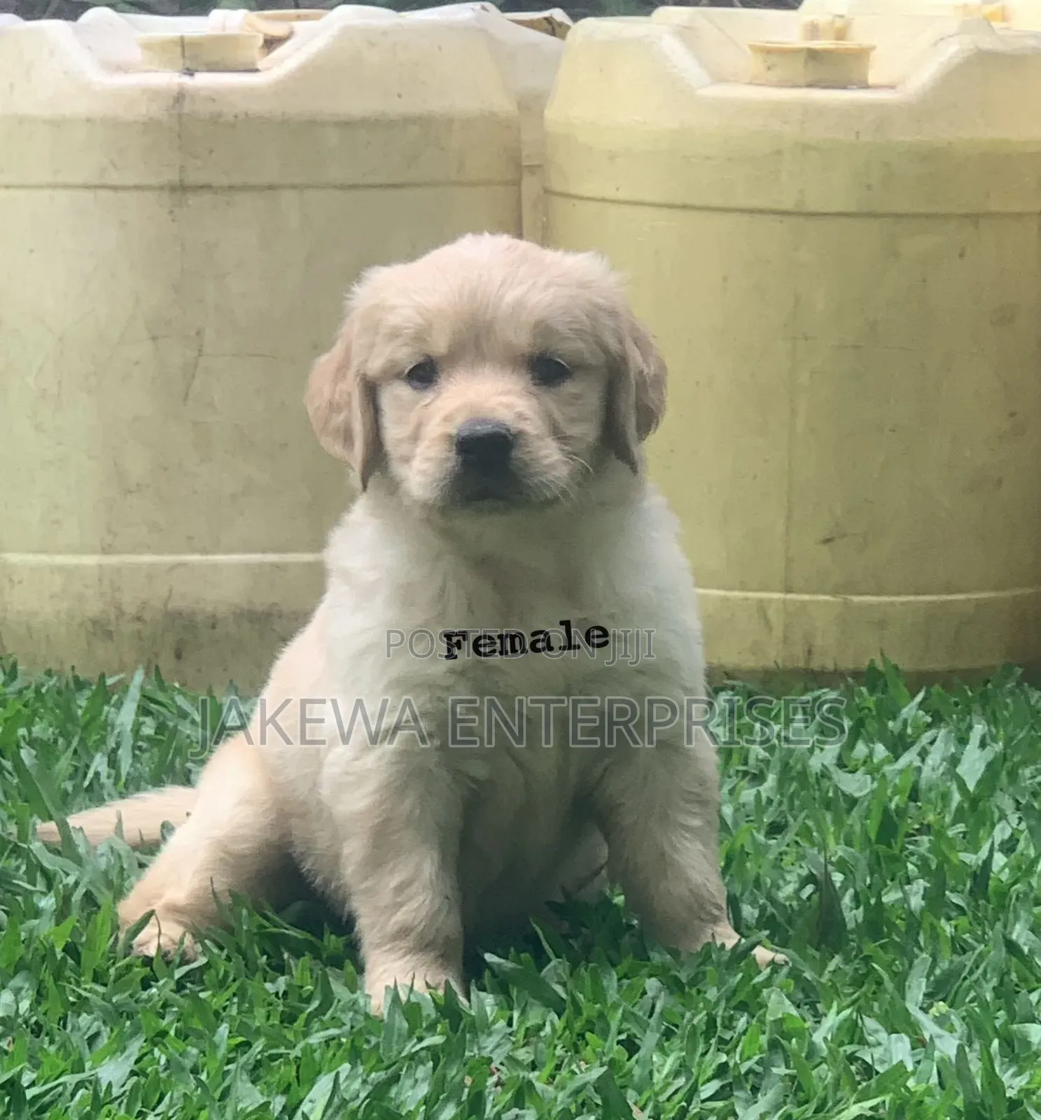 1-3 months Female Purebred Golden Retriever