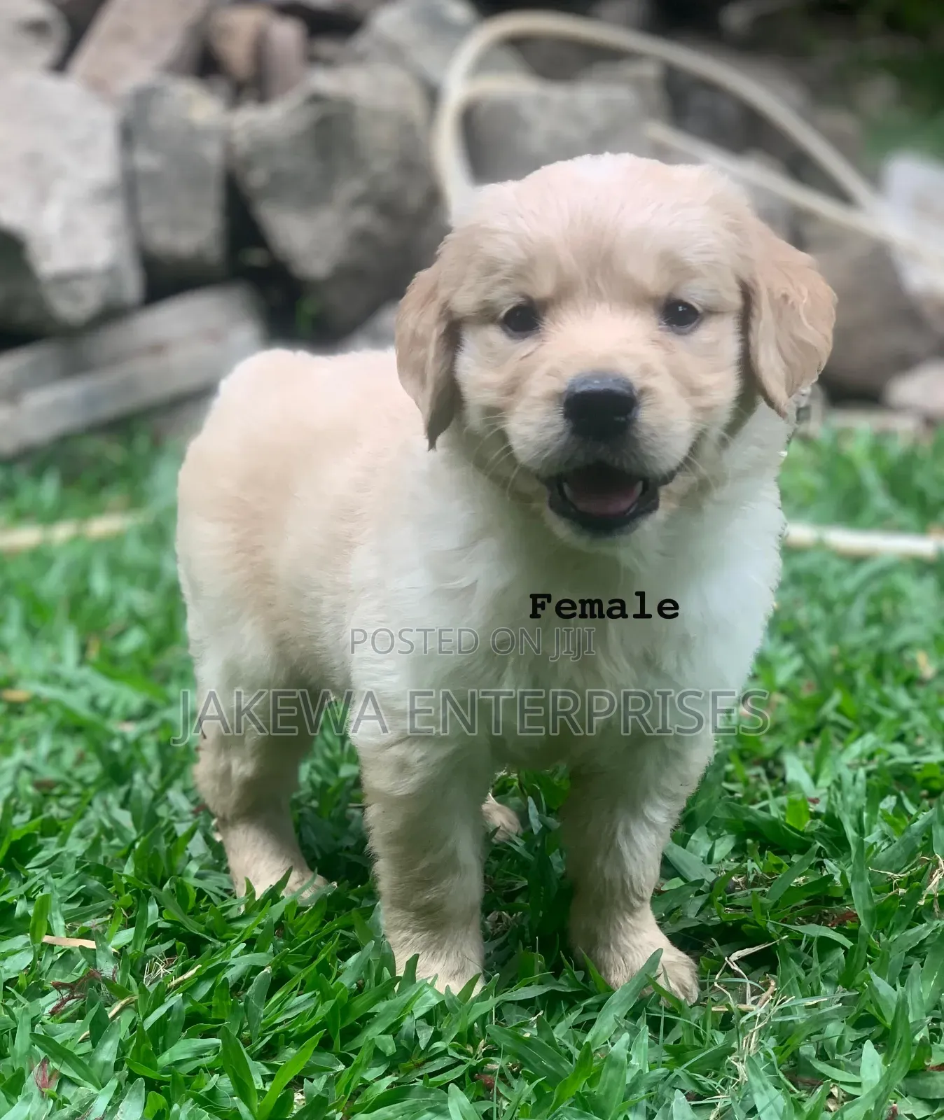 1-3 months Female Purebred Golden Retriever