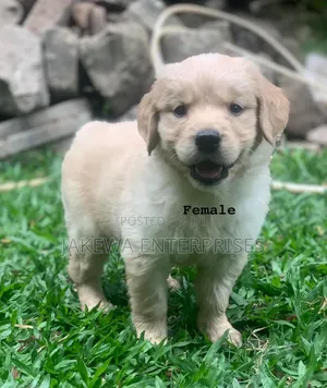 1-3 months Female Purebred Golden Retriever