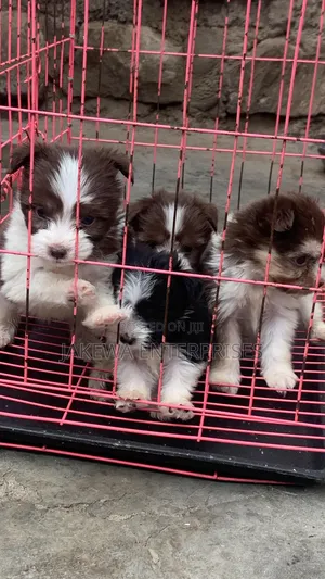 1-3 months Male Purebred Havanese